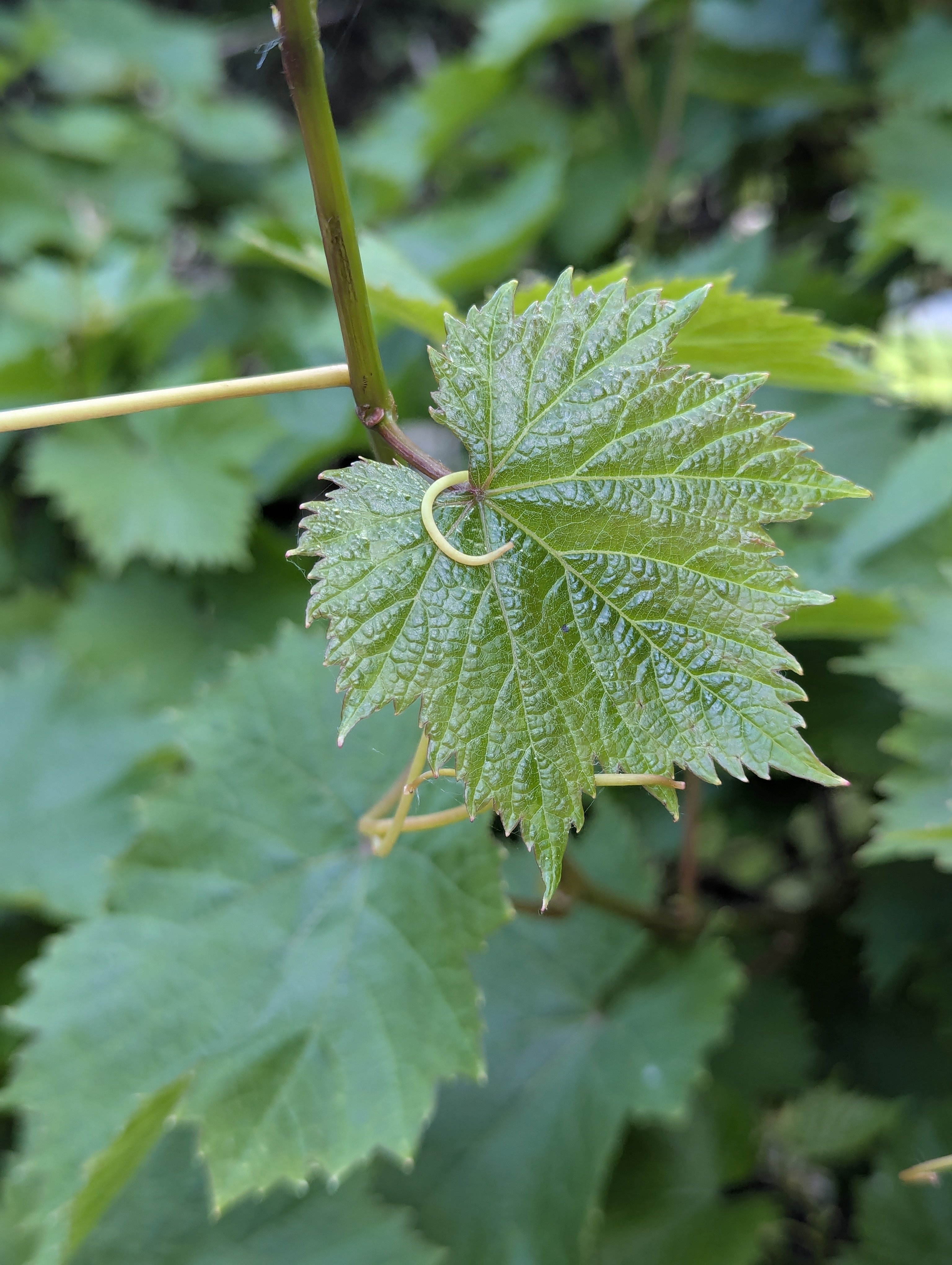 Birthday Trip to Canada, Country Vines Winery, Richmond, British Columbia